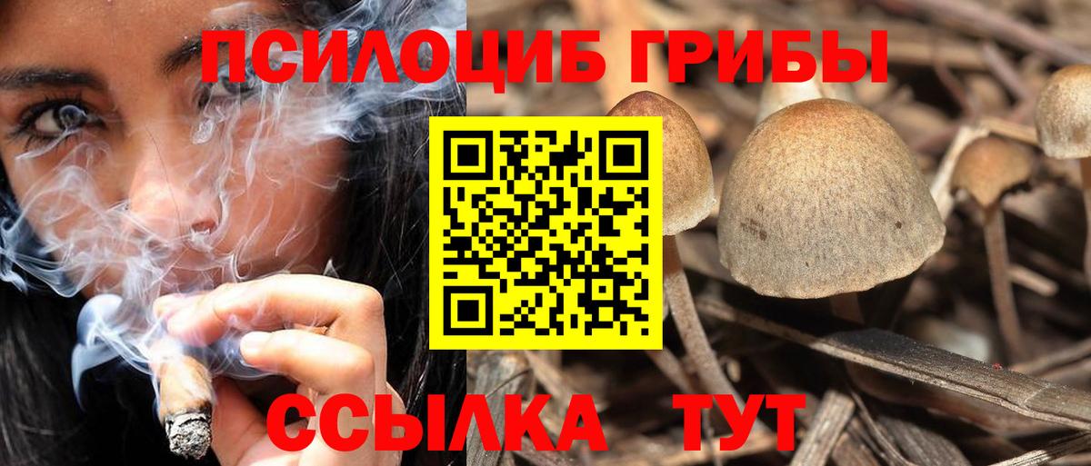Реутов  Галлюциногенные грибы Psilocybine cubensis  Вход с VPN 